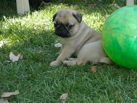 Masse's Pudgy Pugs